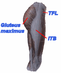 pGluteITB
